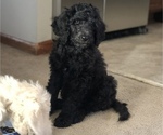 Small Photo #2 Goldendoodle Puppy For Sale in BELLEVUE, NE, USA