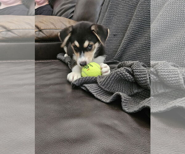 Medium Photo #1 Australian Shepherd-Unknown Mix Puppy For Sale in Plainfield, IL, USA