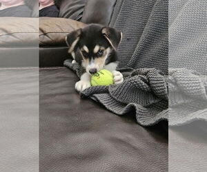 Australian Shepherd-Unknown Mix Dogs for adoption in Plainfield, IL, USA