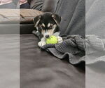 Small Australian Shepherd Mix