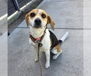 Beagle Dogs for adoption in Long Beach, CA, USA