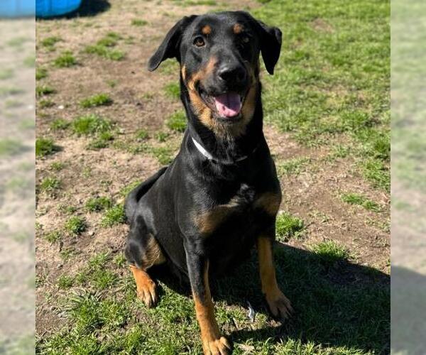 Medium Photo #1 Labrottie Puppy For Sale in Conroe, TX, USA