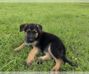 German Shepherd Dog Puppy for sale in WOLFE CITY, TX, USA