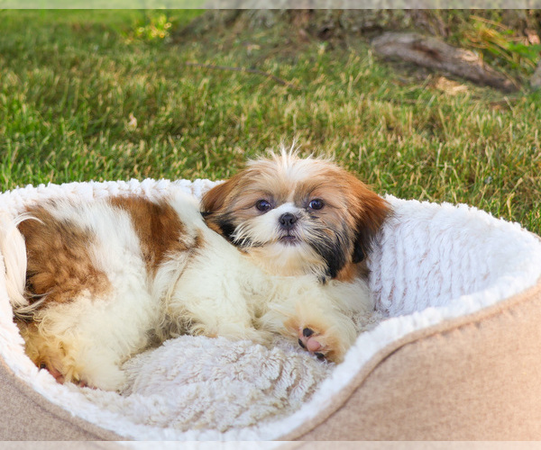 Medium Photo #3 Shih Tzu Puppy For Sale in SYRACUSE, IN, USA