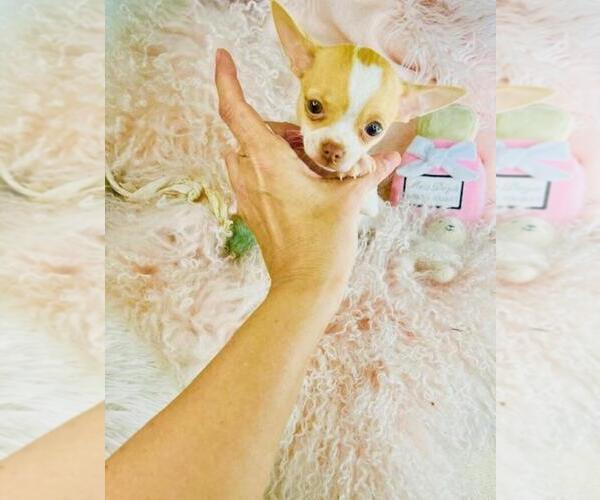 Medium Photo #13 Chihuahua Puppy For Sale in JACKSONVILLE, FL, USA