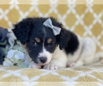 Small Photo #12 Jack Russell Terrier-Unknown Mix Puppy For Sale in LAKELAND, FL, USA