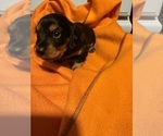Puppy Lady Dachshund