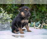 Small #2 German Shepherd Dog