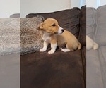 Small #1 Pembroke Welsh Corgi