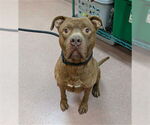 Small Photo #1  Puppy For Sale in , 