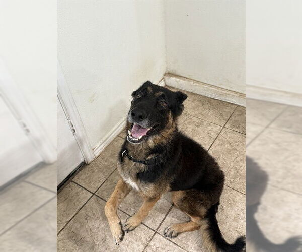 Medium Photo #2 German Shepherd Dog Puppy For Sale in San Antonio, TX, USA