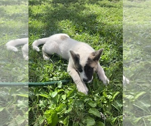 Medium Akita