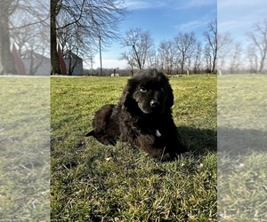 Newfoundland Puppy for sale in ROCKVILLE, IN, USA