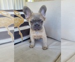 Small #8 French Bulldog