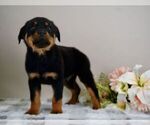 Small Photo #11 Rottweiler Puppy For Sale in NAPPANEE, IN, USA