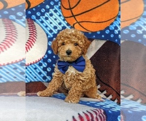 Poodle (Miniature) Puppy for sale in CHRISTIANA, PA, USA