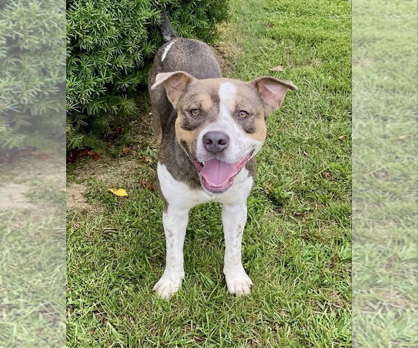 Medium Photo #3 American Staffordshire Terrier-Unknown Mix Puppy For Sale in Spring Lake, NJ, USA