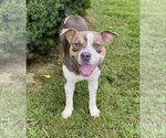 Small #2 American Staffordshire Terrier Mix