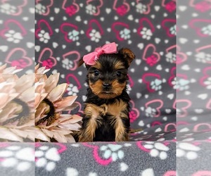Yorkshire Terrier Puppy for sale in QUARRYVILLE, PA, USA