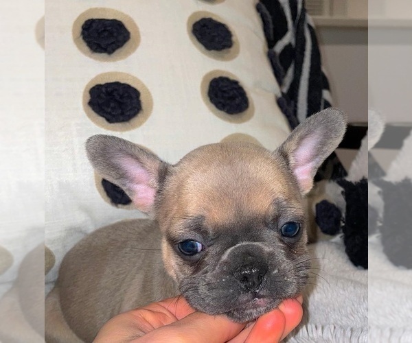 Medium Photo #4 French Bulldog Puppy For Sale in BELMONT, NC, USA