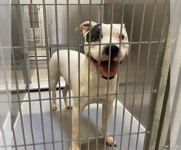 Medium Photo #1 Mutt Puppy For Sale in Modesto, CA, USA