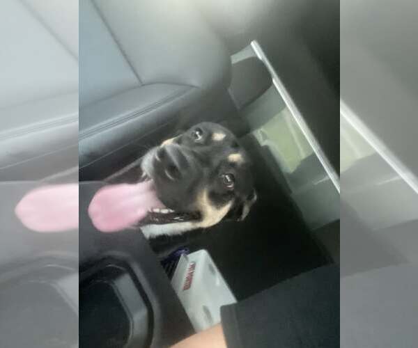 Medium Photo #5 German Shepherd Dog-Unknown Mix Puppy For Sale in Rowlett, TX, USA