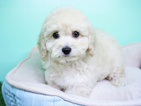Small Photo #6 Goldendoodle Puppy For Sale in LA MIRADA, CA, USA