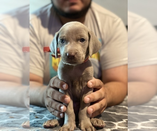 Medium Photo #1 Weimaraner Puppy For Sale in SAN ANTONIO, TX, USA