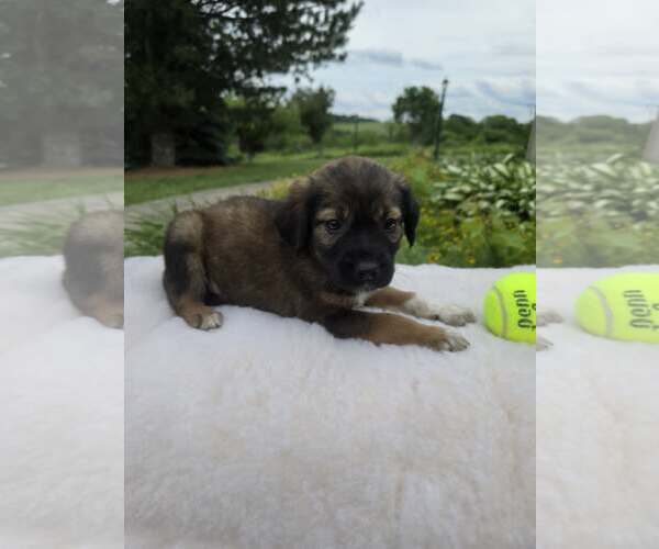 Medium Photo #2 Golden Shepherd Puppy For Sale in SHERBURNE, NY, USA