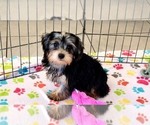 Small #5 Yorkshire Terrier
