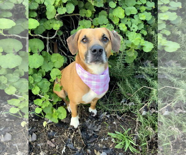 Medium Photo #6 American Pit Bull Terrier-Unknown Mix Puppy For Sale in Yuba City, CA, USA