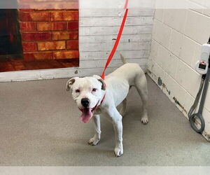 Mutt Dogs for adoption in San Bernardino, CA, USA