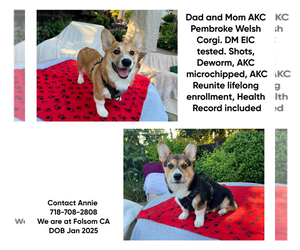 Pembroke Welsh Corgi Litter for sale in FOLSOM, CA, USA