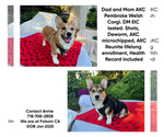 Small Pembroke Welsh Corgi