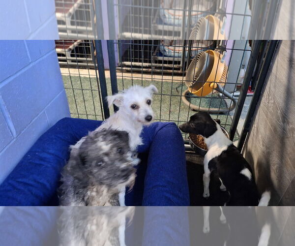 Medium Photo #2 Mutt Puppy For Sale in Sebec, ME, USA
