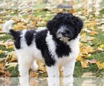 Puppy 1 Portuguese Water Dog