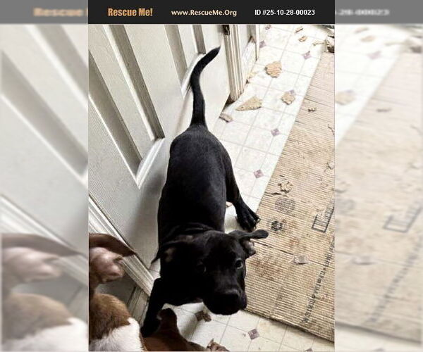 Medium Photo #1 American Pit Bull Terrier-Labrador Retriever Mix Puppy For Sale in Benton, PA, USA