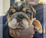 Small Photo #10 English Bulldog Puppy For Sale in SAINT CHARLES, IL, USA