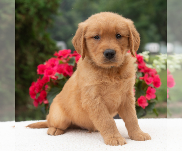 Medium Photo #3 Golden Retriever Puppy For Sale in NEWPORT, PA, USA