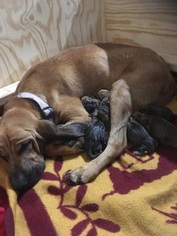Mother of the Bloodhound puppies born on 06/21/2018