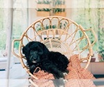 Small Photo #2 Bernedoodle Puppy For Sale in TRAVELERS REST, SC, USA
