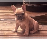 Small #4 French Bulldog