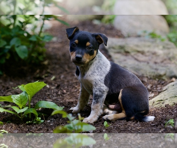 Medium Photo #1 Australian Shepherd-Jack Russell Terrier Mix Puppy For Sale in ORRVILLE, OH, USA