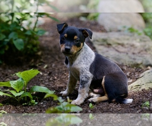 Australian Shepherd-Jack Russell Terrier Mix Puppy for sale in ORRVILLE, OH, USA