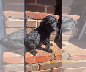 Aussiedoodle Puppy for sale in UPTON, KY, USA