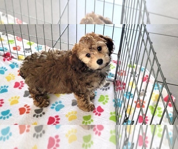 Medium Photo #1 Cockapoo-Poodle (Miniature) Mix Puppy For Sale in ORO VALLEY, AZ, USA