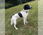 Small #3 Border Collie Mix