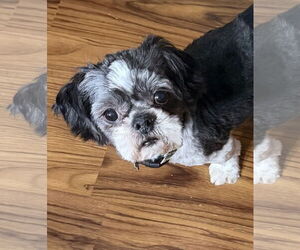 Shih Tzu Dogs for adoption in Sioux Falls, SD, USA