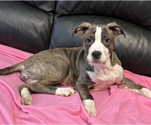 Medium Photo #1 American Staffordshire Terrier-Unknown Mix Puppy For Sale in Spring Lake, NJ, USA