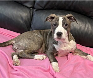 American Staffordshire Terrier-Unknown Mix Dogs for adoption in Spring Lake, NJ, USA